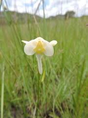 Image result for Platycoryne buchananiana