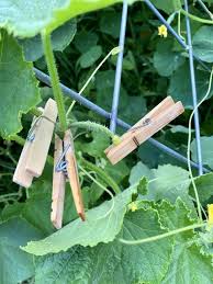 Image result for how to self pollinate cucumbers