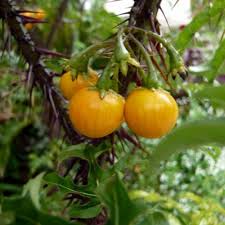 Image result for Solanum torreanum