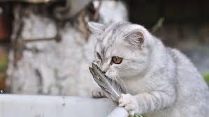 Tuy Dokmeyen 5 Kedi Irki Vetbilgi