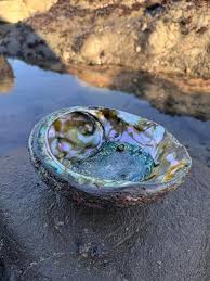 Abalone: Strength, Harvesting, and Personal Experiences