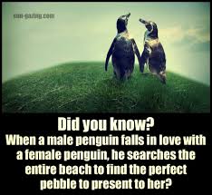 7 famous quotes about penguin love: Quotes On Penguin Love Inspiring Quotes