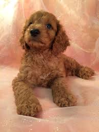 The cockapoo is a cute designer breed, developed by crossing the cocker spaniel (american or english) and poodle (toy or miniature). Professionally Bred Red Cockapoo Pups Ia Mn Il Wi