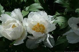 They are easy to grown and also make great spring cut. 00870 Type Tree Peony Suffruticosa Group Japanese Botan The Chugai Nursery Yamamoto Japan Catalog 1940 1941 Tree Peony New Rare Varieties Japanese Tree Peony White Flowering Group Pure White No Flares Large Size Sheath