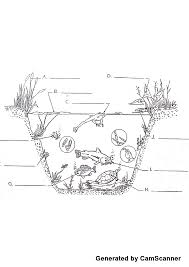 Food Web Worksheet Food Chain Worksheet Food Web Worksheet Food Web