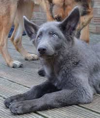 Check spelling or type a new query. Blue German Shepherd For Sale Petsidi