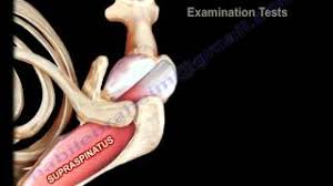 • the main function of the supraspinatus muscle is to hold the head of the humerus. Anatomy Of The Supraspinatus Muscle Everything You Need To Know Dr Nabil Ebraheim Youtube