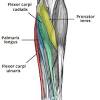 Muscles of the posterior compartment of the forearm. 1