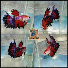 Ikan Cupang Star Pheonix Galaxy Koi Halfmoon Perlengkapan Hewan Makanan Hewan Di Carousell