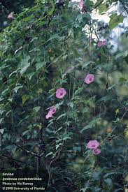 Image result for Ipomoea vernalis