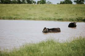 Cooperative Herds — Keesee Ranch