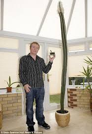 The average lifespan of these plants varies greatly from one can you grow a cactus from a cutting? The 10 Foot Cactus That Has Taken Over A Family S Conservatory And Is Still Growing Daily Mail Online