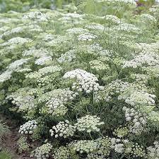 Ammi Majus Flower Plants 7 95 From Mr Fothergills Seeds Planting Flowers Plants Garden Flower Beds