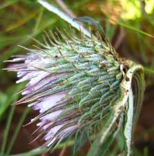 Image result for Dicoma anomala