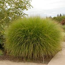 Image result for Miscanthus sinensis