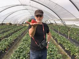 Planasa agrojob srl recrutează personal pentru campania de ambalare plante căpșuni în spania regiunea segovia. Istoria Din Campurile De CÄƒpÈ™uni Din Spania Este Istoria NoastrÄƒ A Romanilor Teleleu