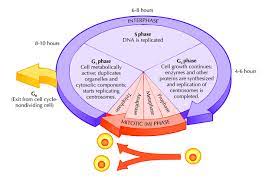 What Is The Purpose Of The Cell Cycle Socratic Cell Cycle Cell Division Cycle