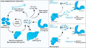 Iron Overload An Overview Sciencedirect Topics