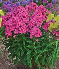 June to september bloom description: Top 10 Summer Blooming Perennials English Gardens