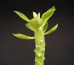 Image result for Monadenium lugardiae