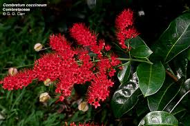 Image result for Combretum andradae