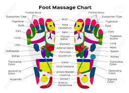 Stock Vector Illustration Foot Reflexology Chart With Accurate