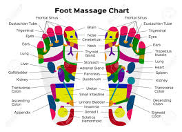 stock vector illustration foot reflexology chart with accurate