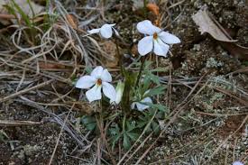 Image result for Basananthe pedata