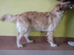 Established in 2013, continental hospital located in hyderabad is a multi speciality hospital offering a wide spectrum of advanced medical treatments to its patients. Pet Hotel Home Pet Boarding In Madhapur Hyderabad Hyderabad Bubbles Dog Boarding Centre Petbacker Telangana