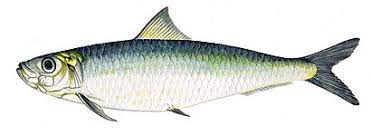 Here is a collection of names of fishes in english, hindi, malay and tamil with scientific botanical names. Sardine Wikipedia