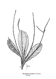 Image result for Elytraria acaulis