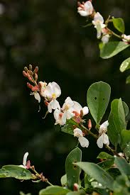 Image result for Baphia massaiensis