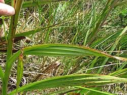 Image result for Wachendorfia