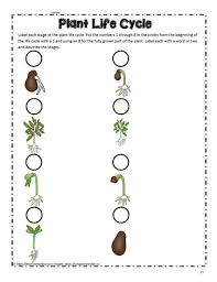 We did not find results for: Plant Life Order Worksheets