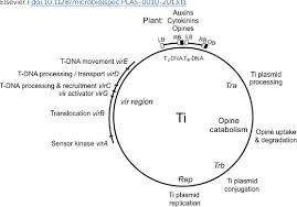 In plants, we use agrobacterium for genetic transformation. Figure 1 From The Agrobacterium Ti Plasmids Semantic Scholar