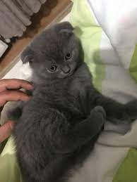 3 aylik oglumuza yeni tuva ariyoruz 972 scottish fold