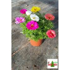 Jual aneka bibit bunga bibit bunga berkualitas harga murah! Harga Bibit Tanaman Hias Terbaik Taman Perlengkapan Rumah Agustus 2021 Shopee Indonesia