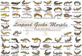 Morphs Leopard Gecko Morphs Leopard Gecko Habitat Gecko