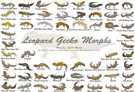 Morphs Leopard Gecko Morphs Leopard Gecko Habitat Gecko