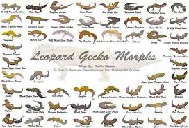 morphs leopard gecko morphs leopard gecko habitat gecko