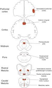 Opioids Respiratory Depression And Sleep Disordered Breathing Sciencedirect