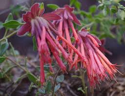 Image result for Marsdenia macrantha