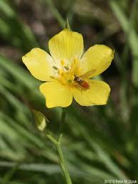 Image result for Limeum viscosum