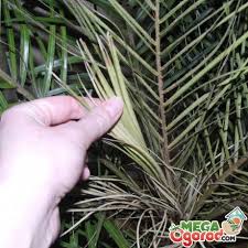 Подробное описание как посадить дома финиковую пальму. Kak Vyrastit Finikovuyu Palmu V Domashnih Usloviyah Opisanie Foto Akvariumnye Rybki