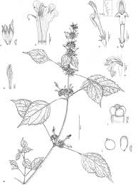 Image result for Achyrospermum laterale
