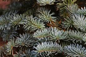 Feierst du weihnachten und wenn ja, wie? Tannenbaum Kann Abgeholt Werden Schermbeck Online