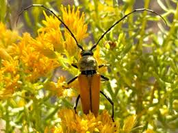 Image result for Buchnera chimanimaniensis