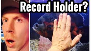 It grows to a size that will attract your attention making it one of the biggest freshwater fishes out there. Largest Oscar Fish Adult Record Growth Rate Youtube