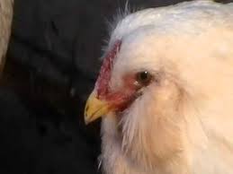 Help Chicken Making Weird Sound Why Youtube