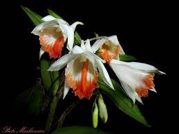 Dendrobium Jaintianum Beautiful Orchids Orchids Orchid Flower